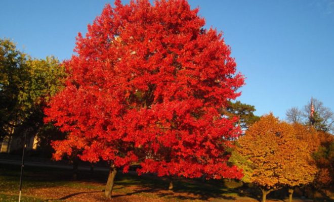 Червоний клен