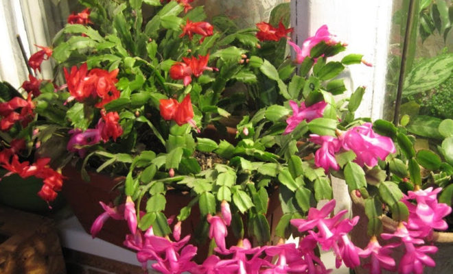 декабрист-1